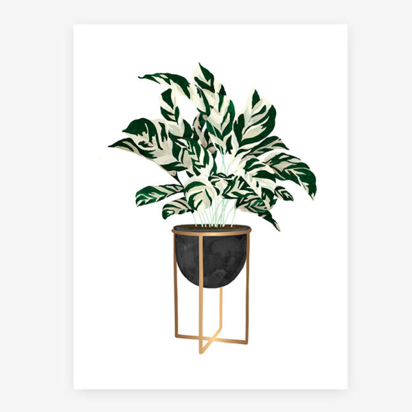Poster Calathea S