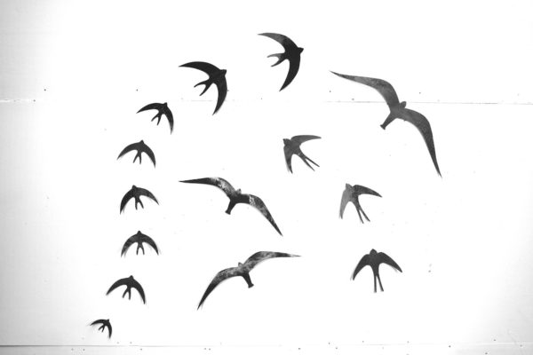 Hirondelle L – Image 2